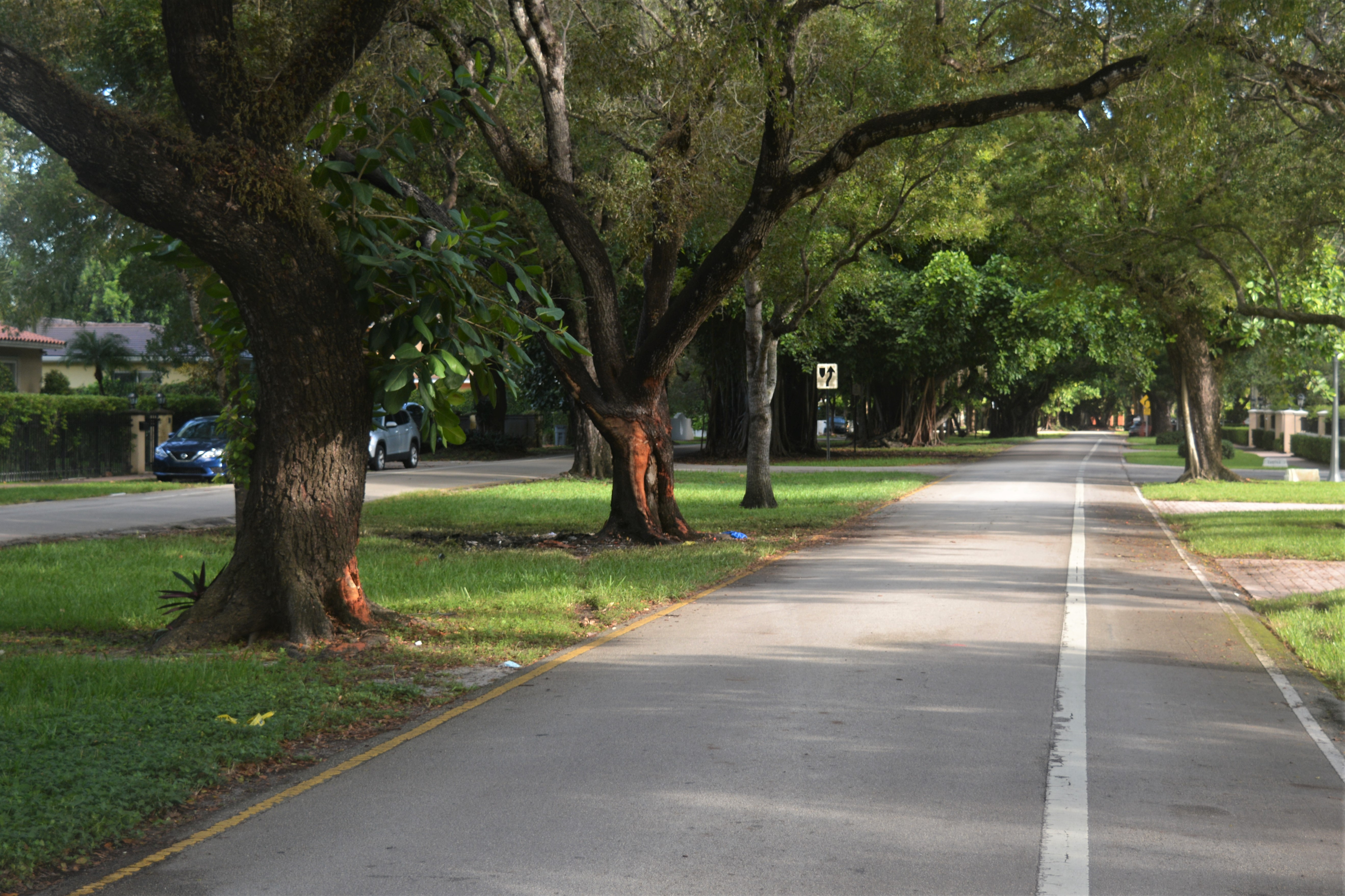 Alhambra Circle looking north from Coral Way intersection, with two trees hit by car visible on left.